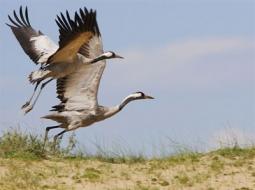 Міграція птахів