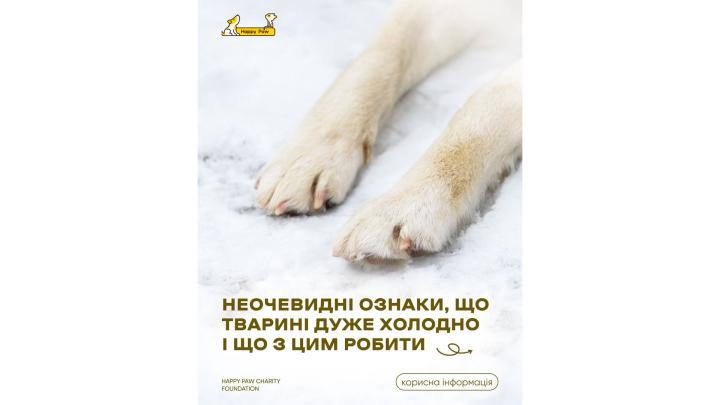 Неочевидні ознаки, що тварині дуже холодно і що з цим робити