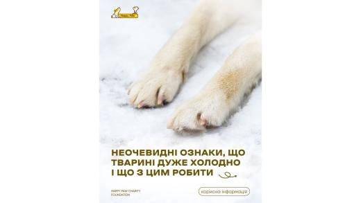 Неочевидні ознаки, що тварині дуже холодно і що з цим робити