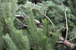 Щодо утилізації хвойних дерев