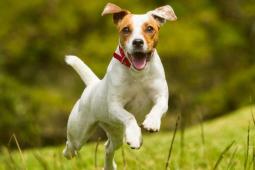 В парку «Ювілейний» відкрито майданчик для вигулу та дресирування домашніх собак