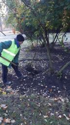 Комунальні служби і управителі доглядають за деревами та кущами, прибирають опале листя в парках, прибудинкових територіях