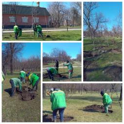 КП «Сансервіс» розпочали посадку дерев у парку «Ювілейний»
