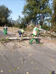 По вулиці Кокчетавська впало дерево, що спричинило тимчасове обмеження руху автотранспортних засобів