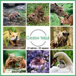 Нагадуємо, що з 1 квітня по 15 червня, в період масового розмноження диких тварин, на всій території України вводять так званий «Сезон тиші»