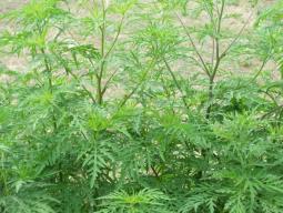 Знищуймо карантинний бур`ян – амброзію