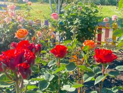 Чарівна пора – цвітіння троянд