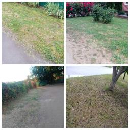 Продовжуються роботи щодо своєчасного покосу карантинних та інших рослин у приватному секторі