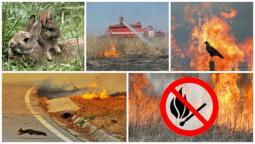 Спалювання сухої трави: загрози і покарання