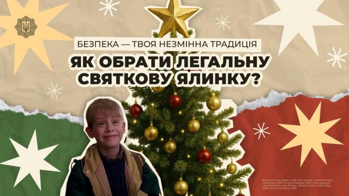 Як обрати легальну святкову ялинку?